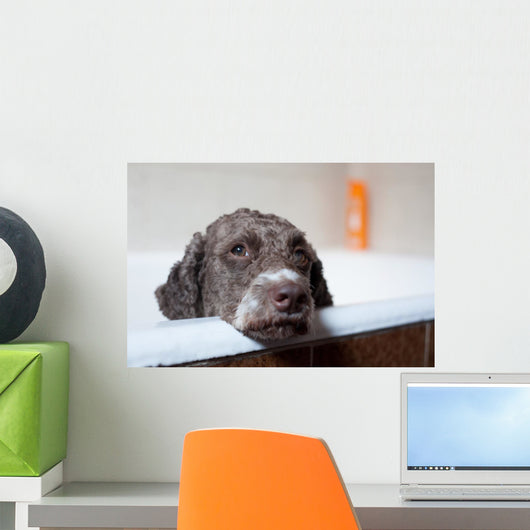 dog before bath Wall Mural