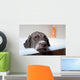 dog before bath Wall Mural