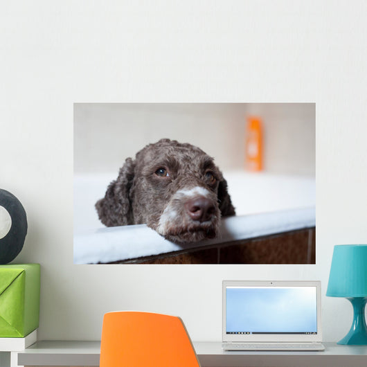 dog before bath Wall Mural