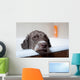 dog before bath Wall Mural