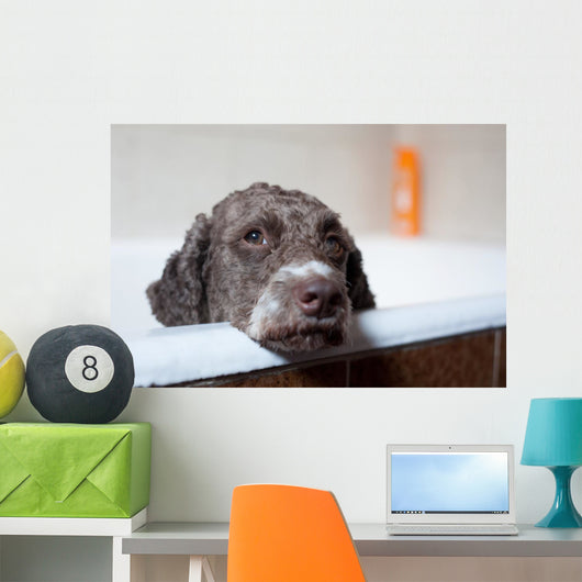 dog before bath Wall Mural