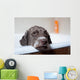 dog before bath Wall Mural