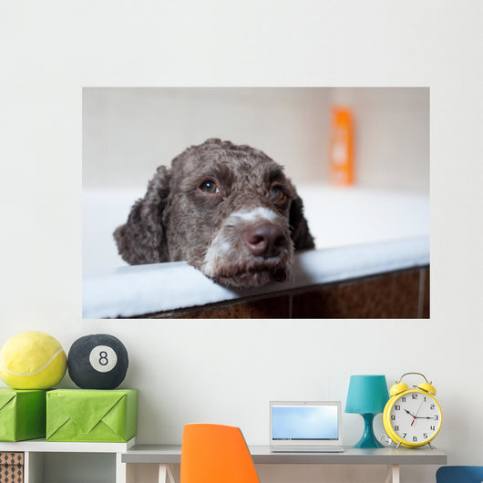 dog before bath Wall Mural