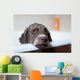 dog before bath Wall Mural
