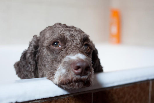 Dog Before Bath Wall Decal