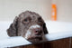 Dog Before Bath Wall Decal