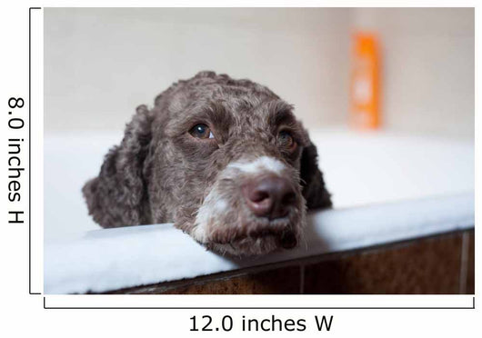 dog before bath Wall Mural