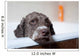 dog before bath Wall Mural