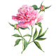 Pink Peonies Botanical Watercolor Wall Decal