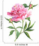 Pink peonies botanical watercolor Wall Decal