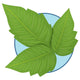Nature Plant Poison Ivy Wall Decal