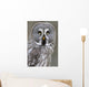 Chouette lapone Wall Mural
