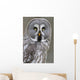 Chouette lapone Wall Mural