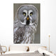 Chouette lapone Wall Mural