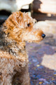 Portrait Of Dog Wall Decal