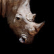 Black Rhinoceros Wall Decal