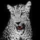 Leopard Wall Decal