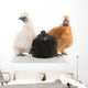 Silkie Chickens Wall Decal