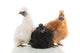 Silkie Chickens Wall Decal