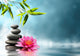 Waterlily with Stones and Wall Decal
