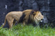 Roaring Lion Wall Decal