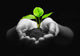 Plant In Hands Wall Decal