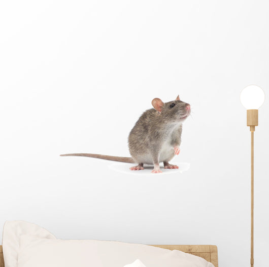 rat Wall Decal