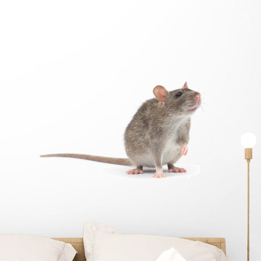 rat Wall Decal