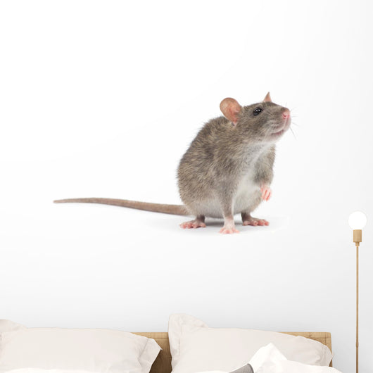 rat Wall Decal