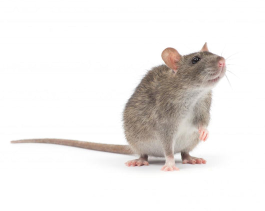 Rat Wall Decal