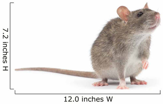 rat Wall Decal