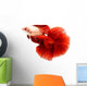 Siamese Fighting Fish, Betta Isolated on White Background. Wall Decal