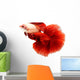 Siamese Fighting Fish, Betta Isolated on White Background. Wall Decal