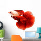 Siamese Fighting Fish, Betta Isolated on White Background. Wall Decal
