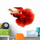 Siamese Fighting Fish, Betta Isolated on White Background. Wall Decal