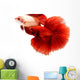 Siamese Fighting Fish, Betta Isolated on White Background. Wall Decal