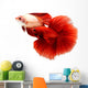 Siamese Fighting Fish, Betta Isolated on White Background. Wall Decal