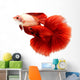 Siamese Fighting Fish, Betta Isolated on White Background. Wall Decal