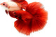 Siamese Fighting Fish, Betta Isolated On White Background. Wall Decal