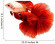 Siamese Fighting Fish, Betta Isolated on White Background. Wall Decal