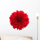 Close-up Red Dahlia Wall Decal