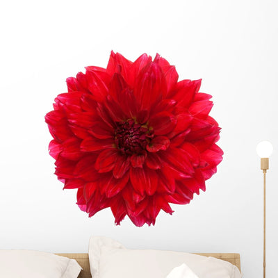 Close-up Red Dahlia Wall Decal shown on a wall