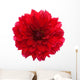 Close-up Red Dahlia Wall Decal