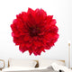 Close-up Red Dahlia Wall Decal