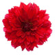 Close-up Red Dahlia Wall Decal