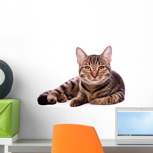 Portrait Brown-eyed Cat White Wall Decal