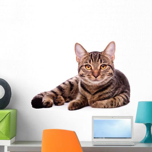 Portrait Brown-eyed Cat White Wall Decal