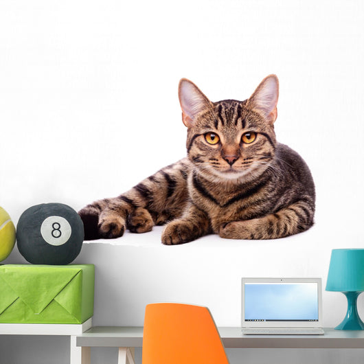 Portrait Brown-eyed Cat White Wall Decal