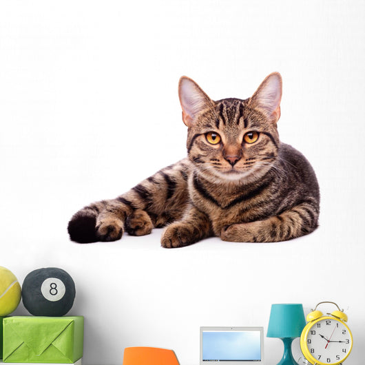 Portrait Brown-eyed Cat White Wall Decal
