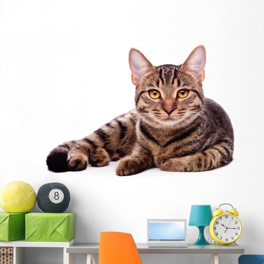 Portrait Brown-eyed Cat White Wall Decal